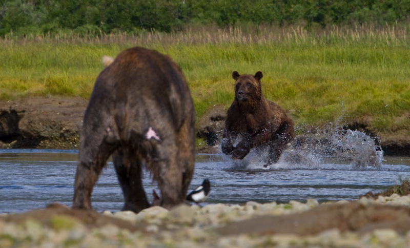 Grizzly Bear Chasing Salmon